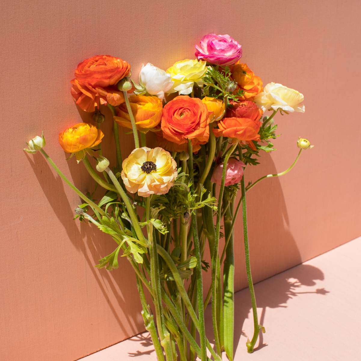 bouquet of pink, orange and yellow ranunculus flowers against a peach background